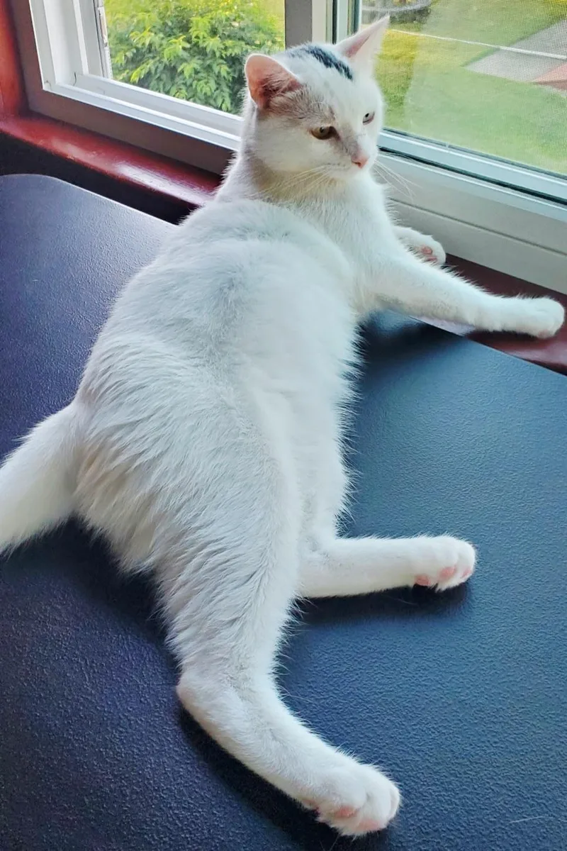 A young medium-sized male White Turkish Van cat named Thor for adoption in Berlin, CT