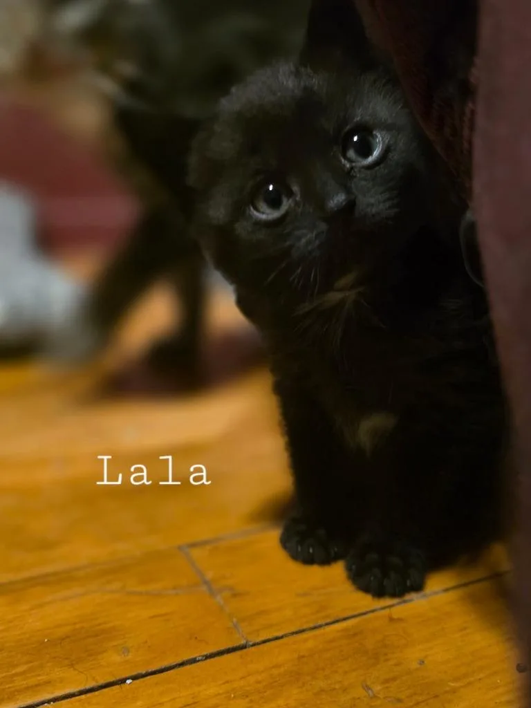 A baby small-sized female Domestic Short Hair cat named Lala for adoption in Glenfield, NY