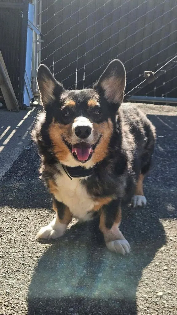 A senior medium-sized male Corgi dog named Scout for adoption in Maryville, TN