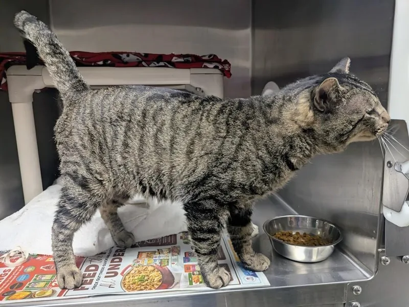 Fat Tony thumbnail 2