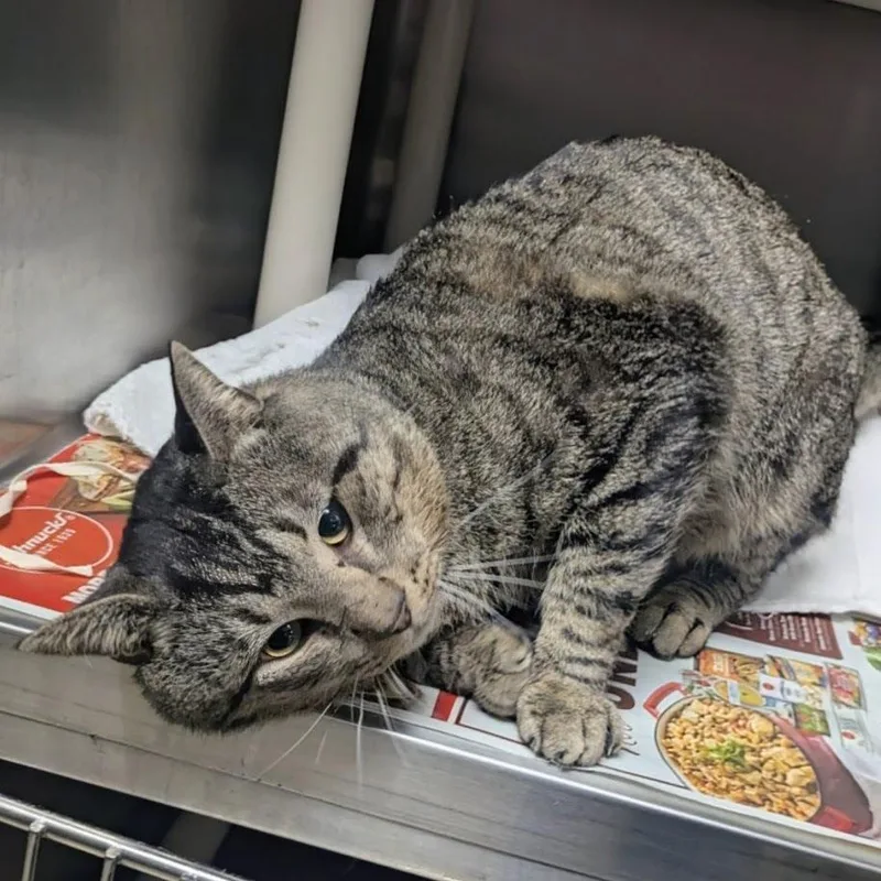 Fat Tony thumbnail 3