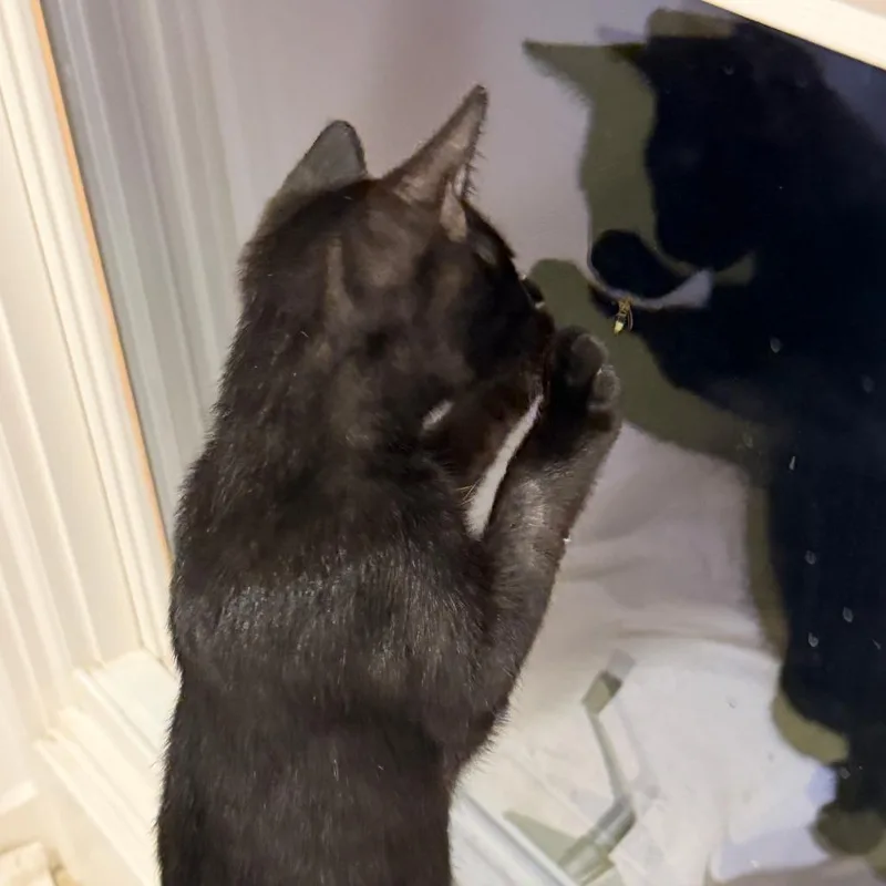 A baby small-sized male Black Domestic Short Hair cat named Felix for adoption in Falls Church, VA