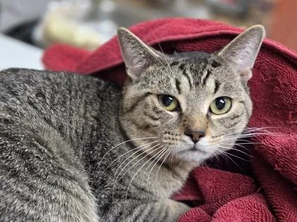 A young medium-sized male Domestic Short Hair cat named Mike for adoption in Westland, MI