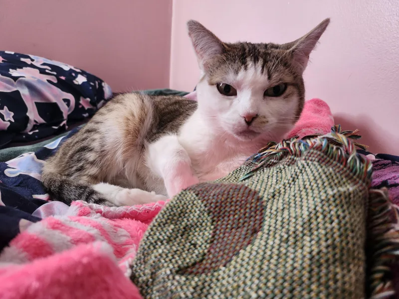 A young medium-sized female Domestic Short Hair cat named Sunshine for adoption in Bendersville, PA