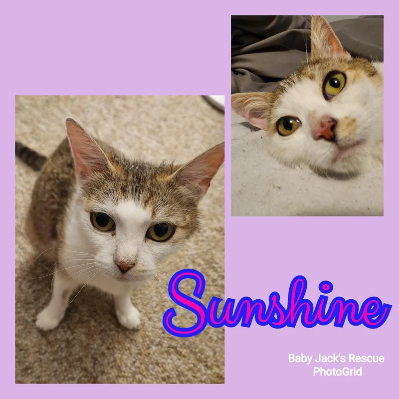 Sunshine thumbnail 4