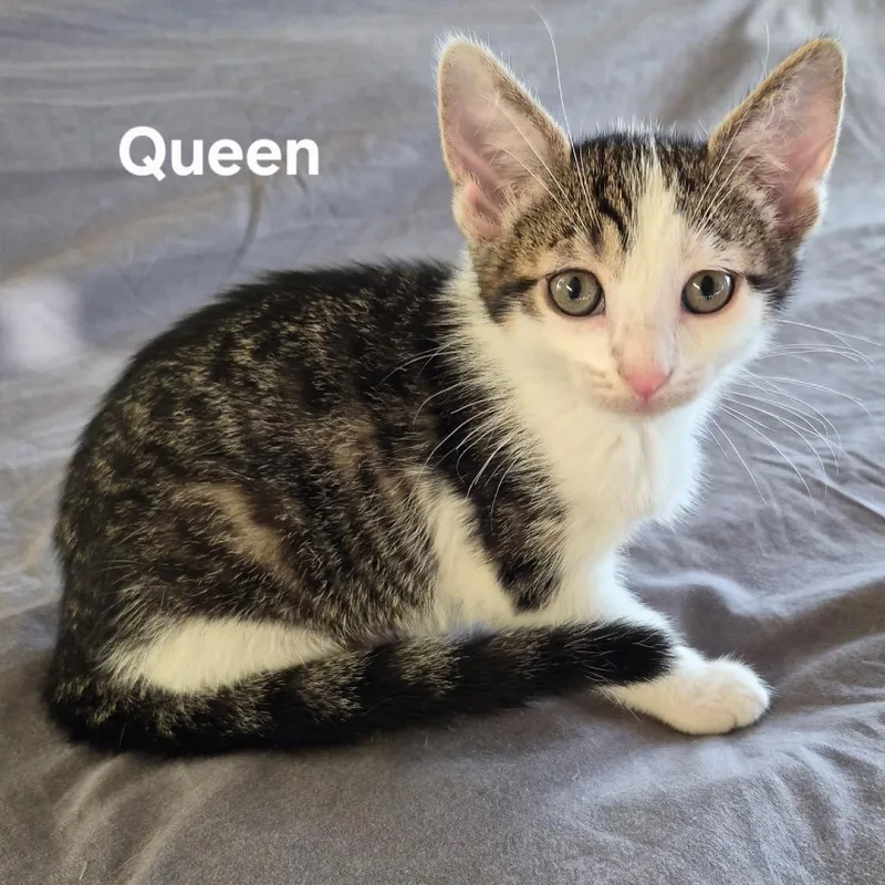 A baby small-sized female Brown / Chocolate Domestic Short Hair cat named Queen for adoption in Matteson, IL