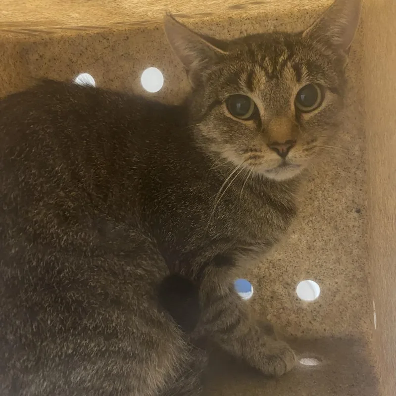An adult medium-sized male Brown / Chocolate Domestic Short Hair cat named 72290 for adoption in Harrisonburg, VA