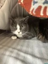 An adult large-sized female Gray & White Domestic Short Hair cat named WillowBonded To Oden for adoption in Manitowoc, WI