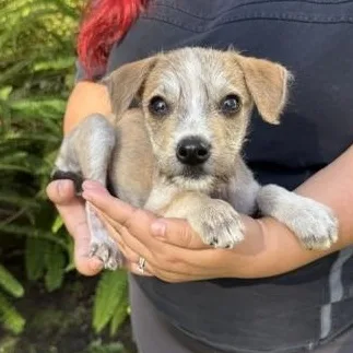 A baby small-sized male Terrier dog named Bambi for adoption in Los Angeles, CA