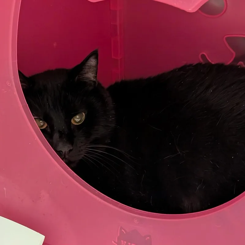 An adult extra large-sized male Black Domestic Short Hair cat named Oliver for adoption in Titusville, FL