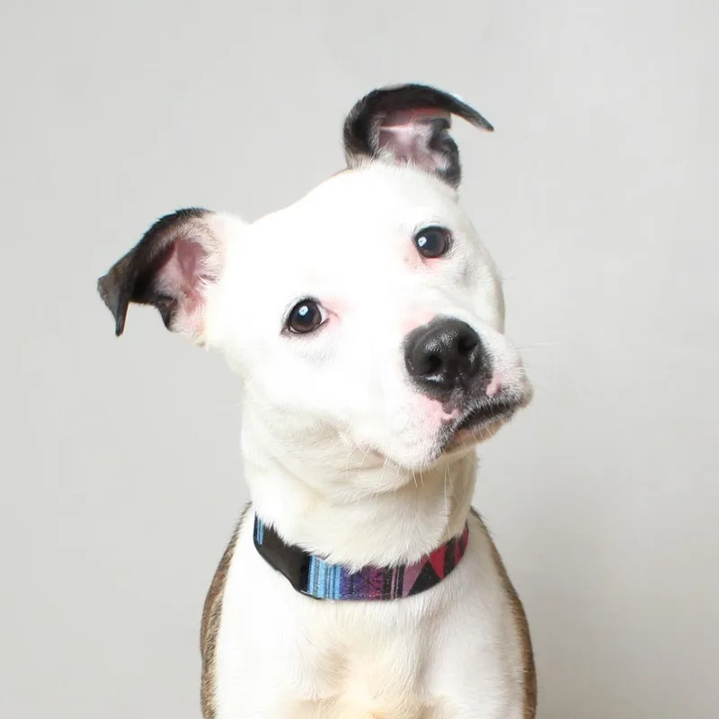 An adult medium-sized female White / Cream Pit Bull Terrier dog named Lilly D for adoption in Minnetonka, MN
