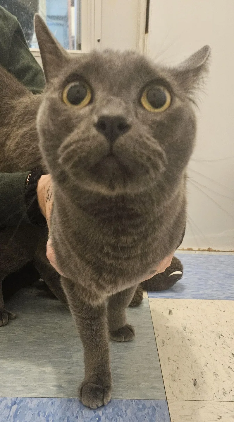 An adult medium-sized male Domestic Medium Hair cat named Coalton for adoption in Claremont, NH
