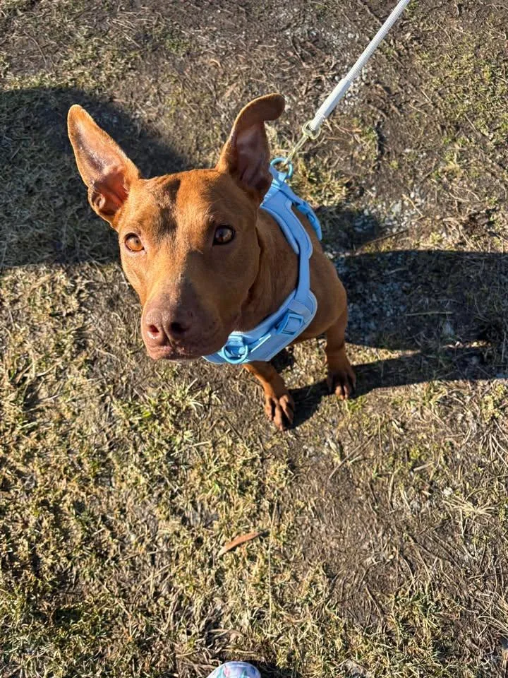 An adult medium-sized female Brown / Chocolate Pit Bull Terrier dog named Peach for adoption in Chuckey, TN