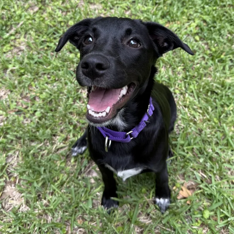 A baby medium-sized female Black Labrador Retriever dog named Sophia for adoption in Austin, TX