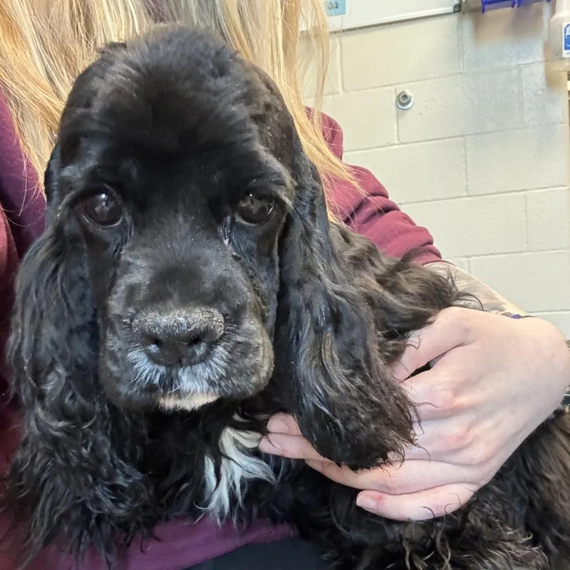 A baby small-sized female Black Cocker Spaniel dog named Blake for adoption in Council Bluffs, IA