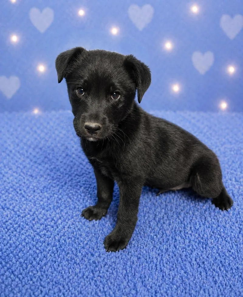 A baby large-sized male Labrador Retriever dog named Marley for adoption in Nashville, TN