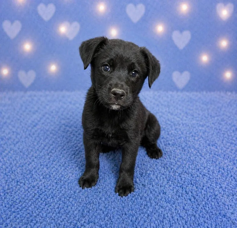 Marley thumbnail 2
