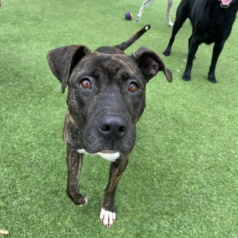 An adult medium-sized female Hound dog named China for adoption in Starkville, MS
