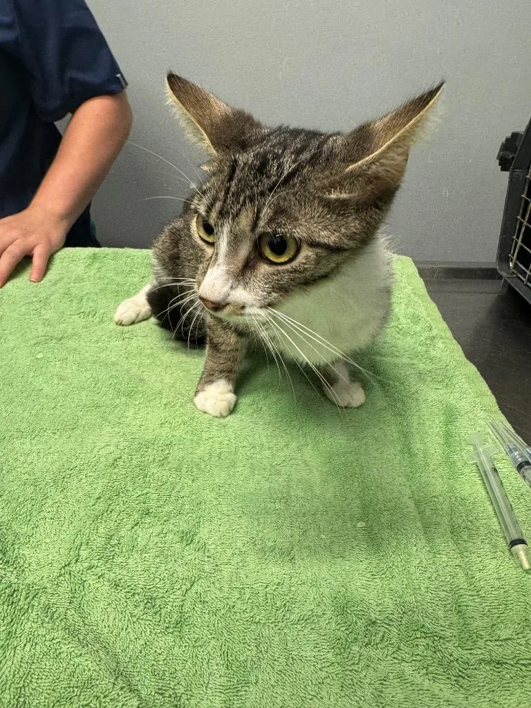 A young medium-sized female Domestic Short Hair cat named Fleetwood Mac for adoption in Bloomington, IN