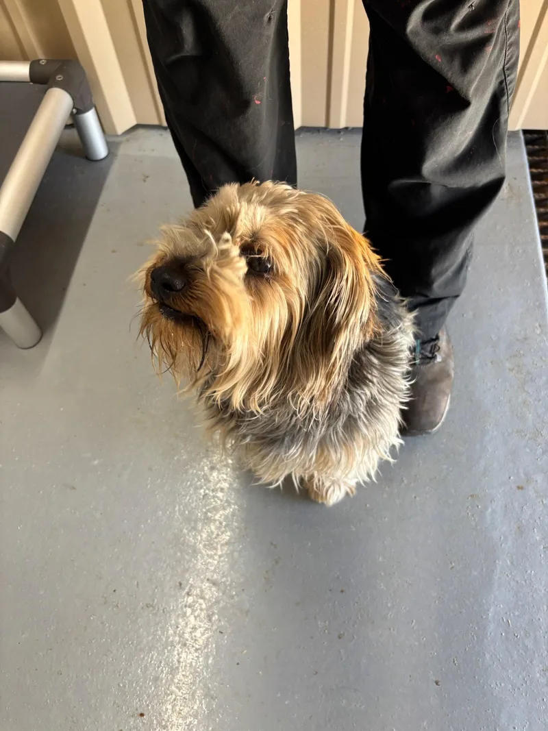 A young small-sized male Yorkshire Terrier dog named Tyler for adoption in Grafton, WI