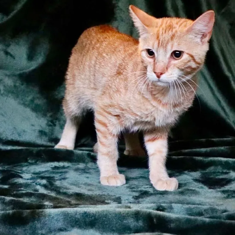 A baby medium-sized male Domestic Short Hair cat named Gordita for adoption in Republic, MO