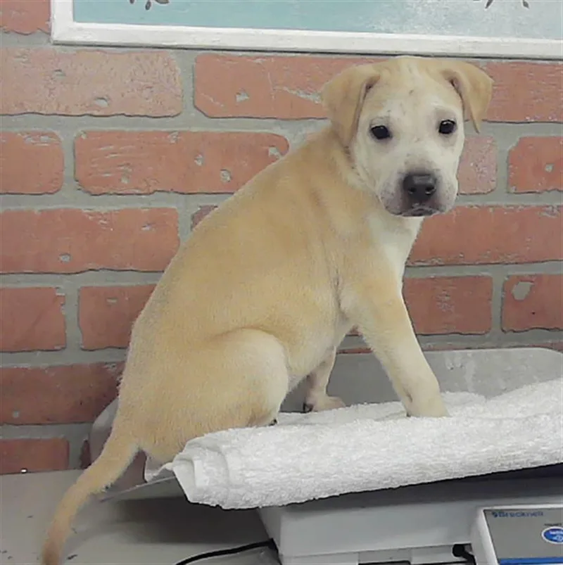 A baby small-sized female Staffordshire Bull Terrier dog named Kayda for adoption in Houston, TX