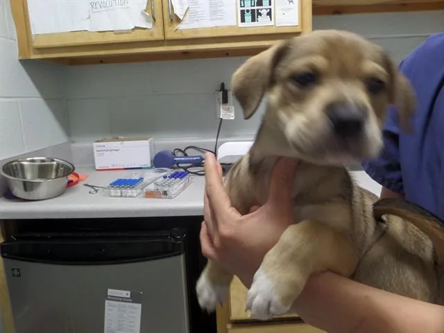 A baby small-sized female Pit Bull Terrier dog named Nebula for adoption in Augusta, GA