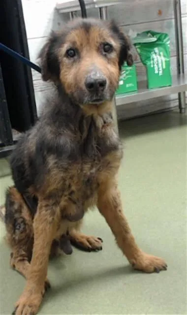 An adult medium-sized male Tricolor (Brown, Black, & White) German Shepherd Dog dog named Mogi for adoption in Tigard, OR