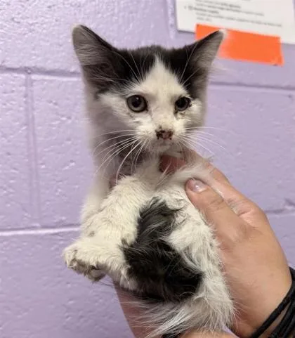 A baby small-sized female White Domestic Medium Hair cat named 61237785 for adoption in El Paso, TX