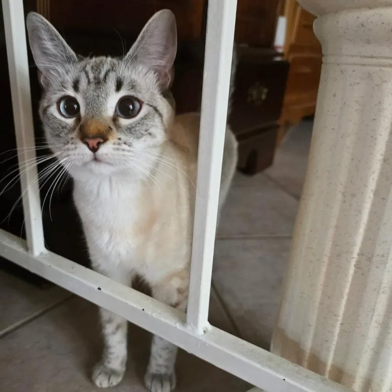Khaleesi