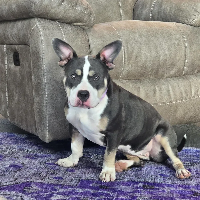 A young medium-sized female Tricolor (Brown, Black, & White) Pit Bull Terrier dog named Gracie for adoption in Flower Mound, TX