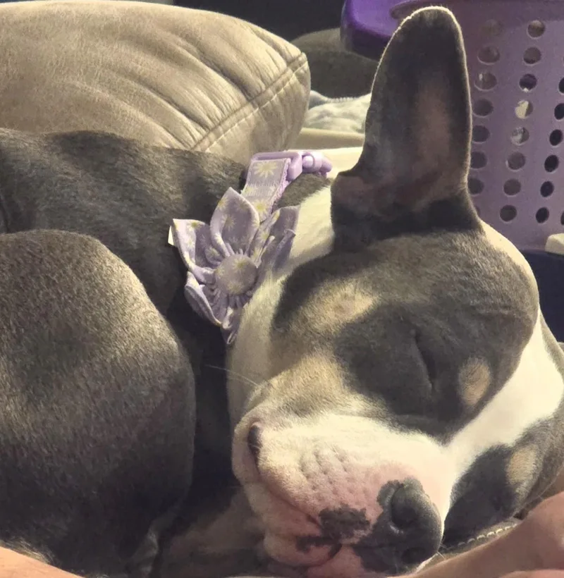Gracie thumbnail 4