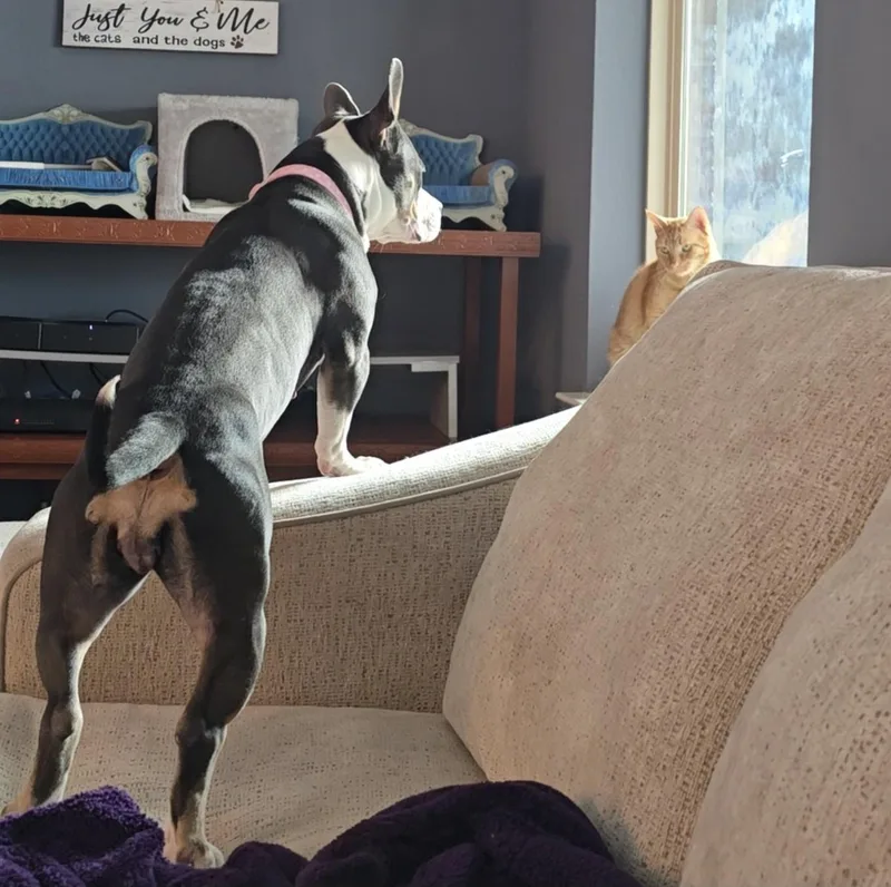 Gracie thumbnail 5