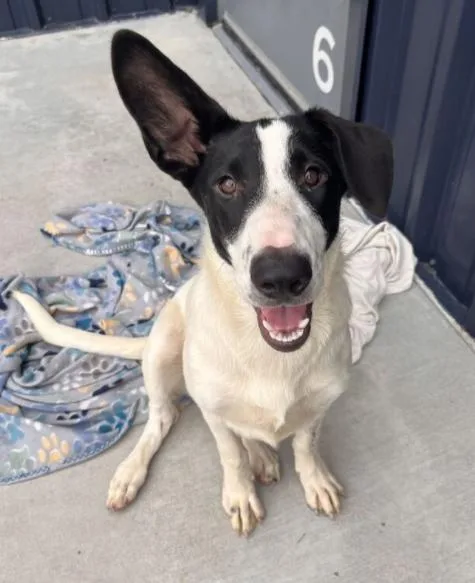 A baby medium-sized male Pointer dog named Silas for adoption in Palatine, IL