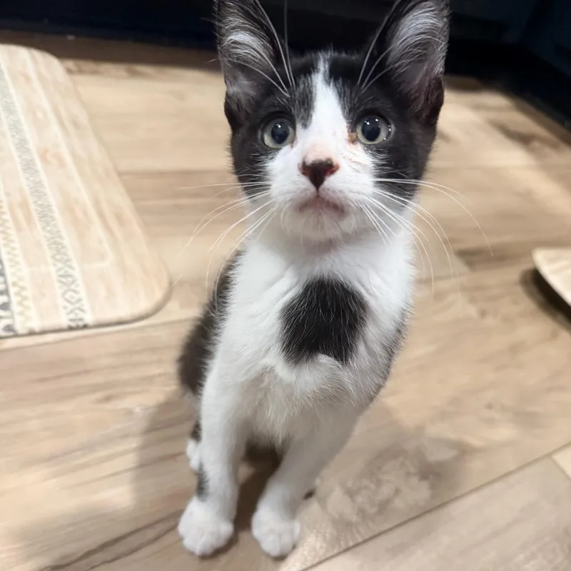 A baby small-sized male Black Domestic Short Hair cat named Panda for adoption in Kansas City, MO