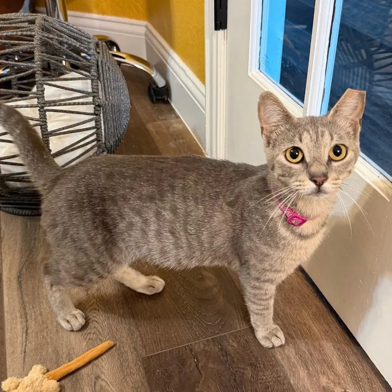 An adult medium-sized female Gray / Blue / Silver Domestic Short Hair cat named Annie for adoption in Flower Mound, TX