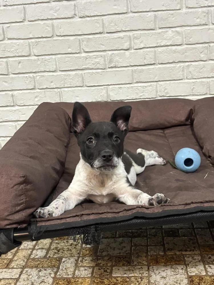 A baby small-sized male Tricolor (Brown, Black, & White) Chihuahua dog named Cambridge for adoption in Lakeland, FL