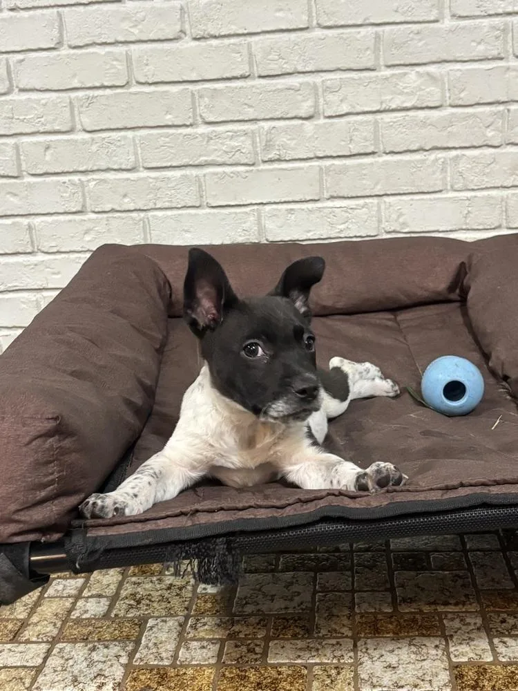 Cambridge thumbnail 2