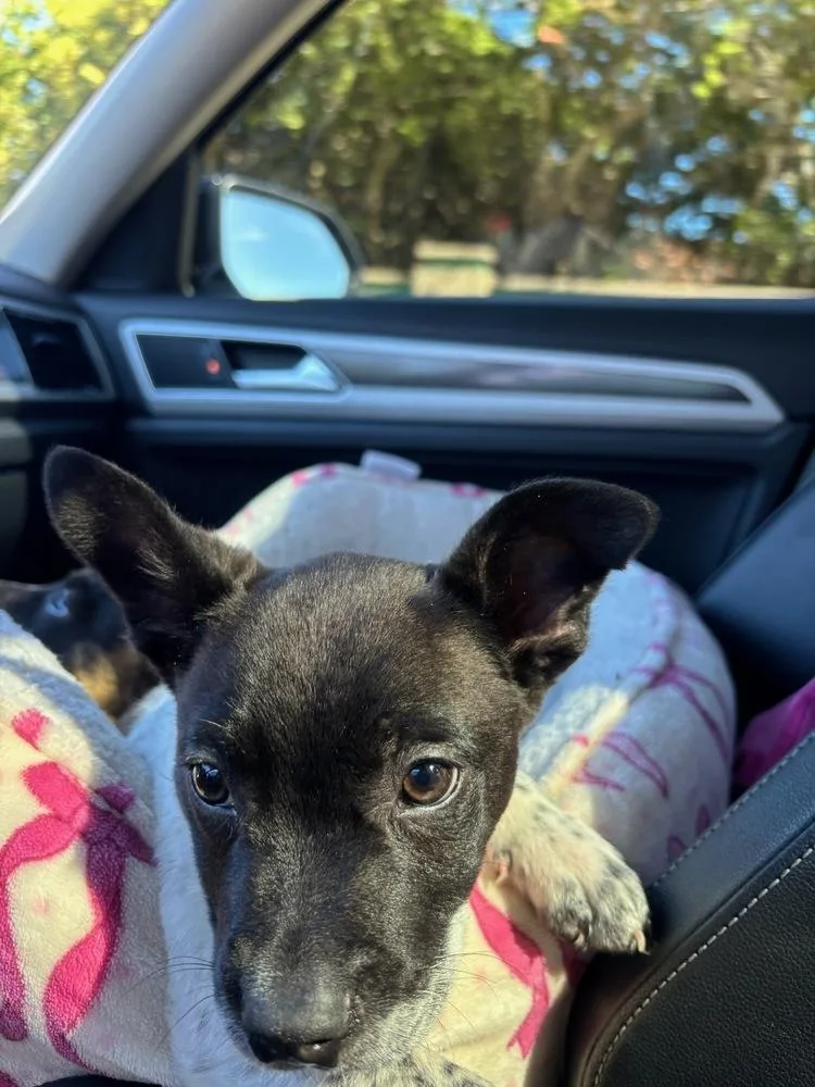 Cambridge thumbnail 3