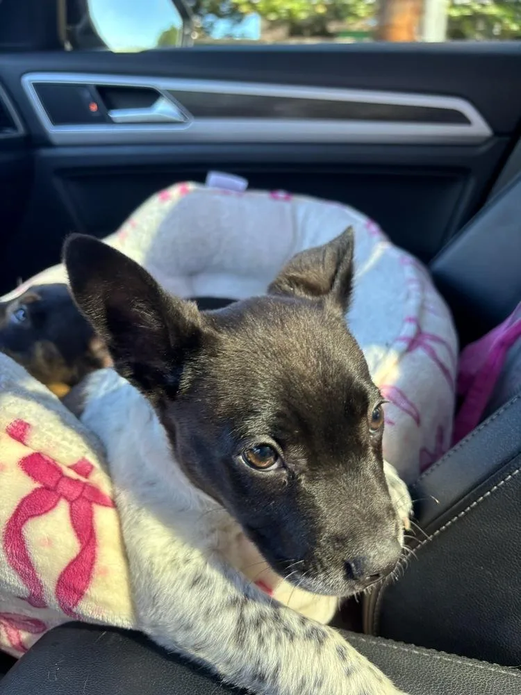 Cambridge thumbnail 4