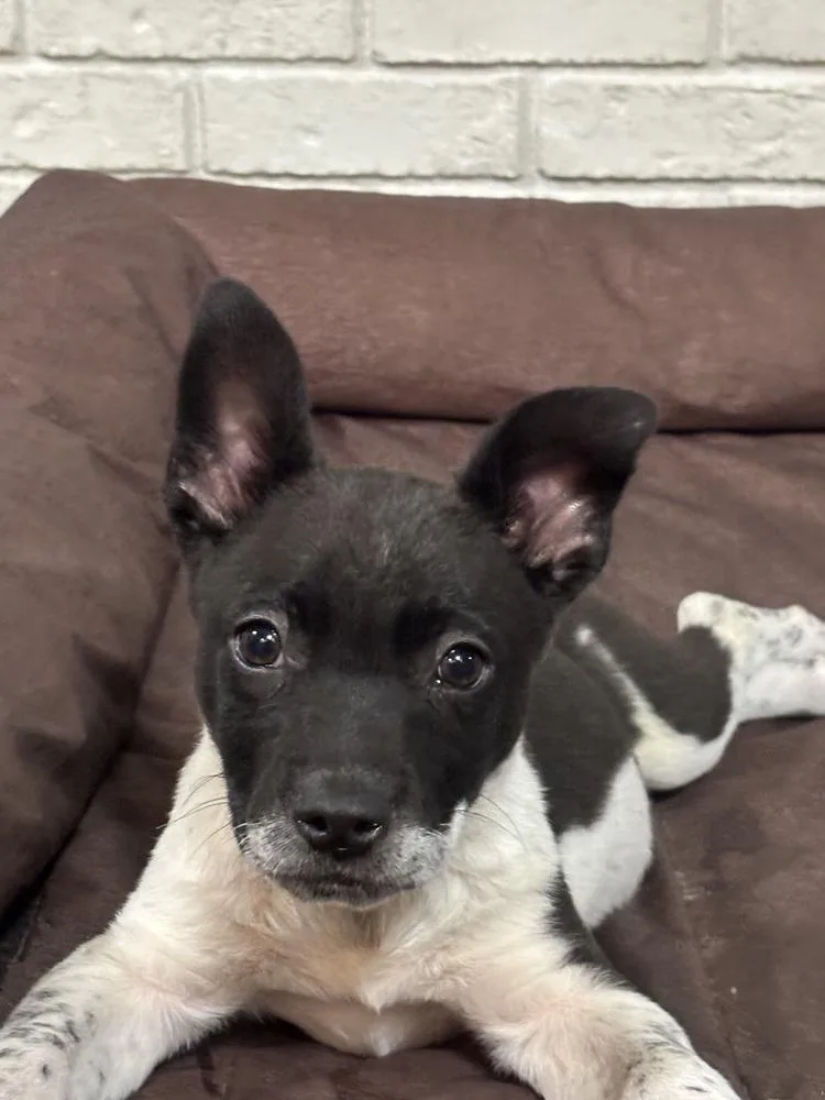 Cambridge thumbnail 5