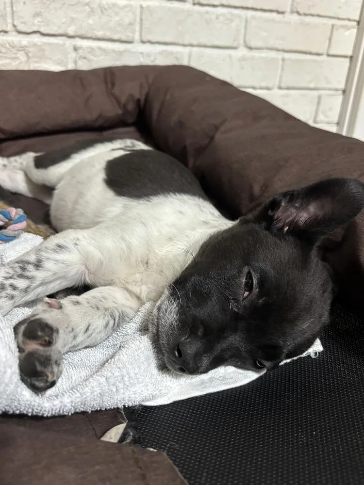 Cambridge thumbnail 6