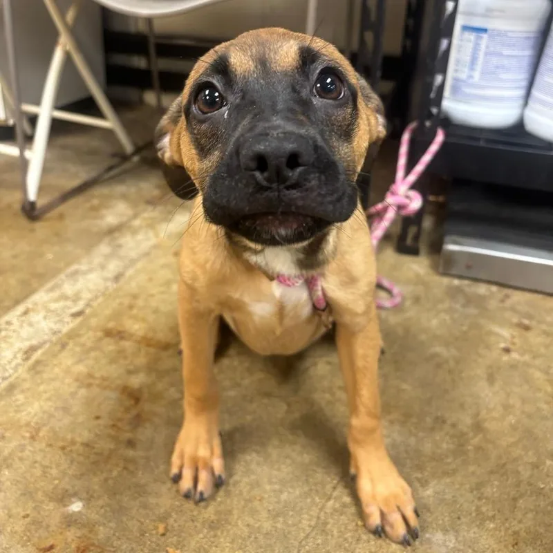 A baby small-sized female Pug dog named Willow for adoption in Easton, PA
