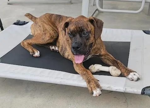 A young medium-sized male Brindle Boxer dog named Rona for adoption in Middlesex, NJ