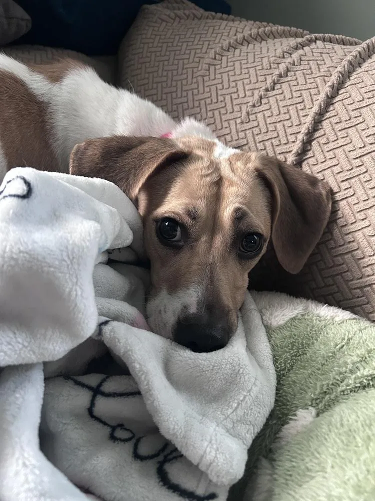 A young medium-sized female Beagle dog named Sheba for adoption in Willingboro, NJ