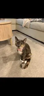 An adult medium-sized female Domestic Short Hair cat named Roux Year for adoption in Sterling, MA