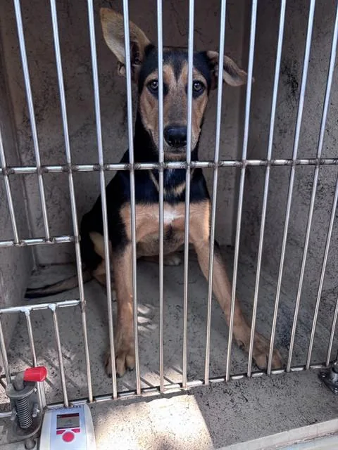 A young small-sized female German Shepherd Dog dog named A for adoption in Oklahoma City, OK