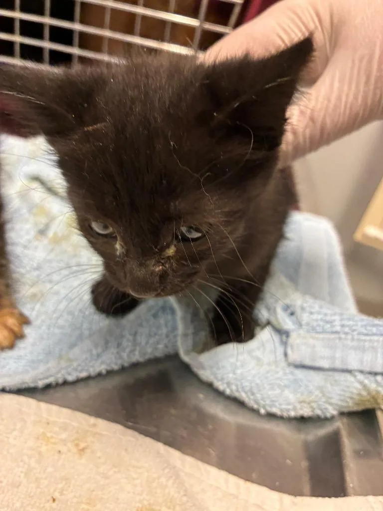 A baby medium-sized female Domestic Short Hair cat named Gale for adoption in Bloomington, IN