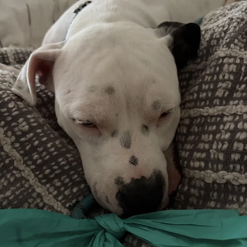 A young medium-sized female American Bully dog named Pinkie for adoption in Marina del Rey, CA