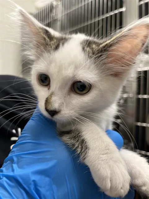 A baby small-sized female Domestic Medium Hair cat named A for adoption in Chula Vista, CA